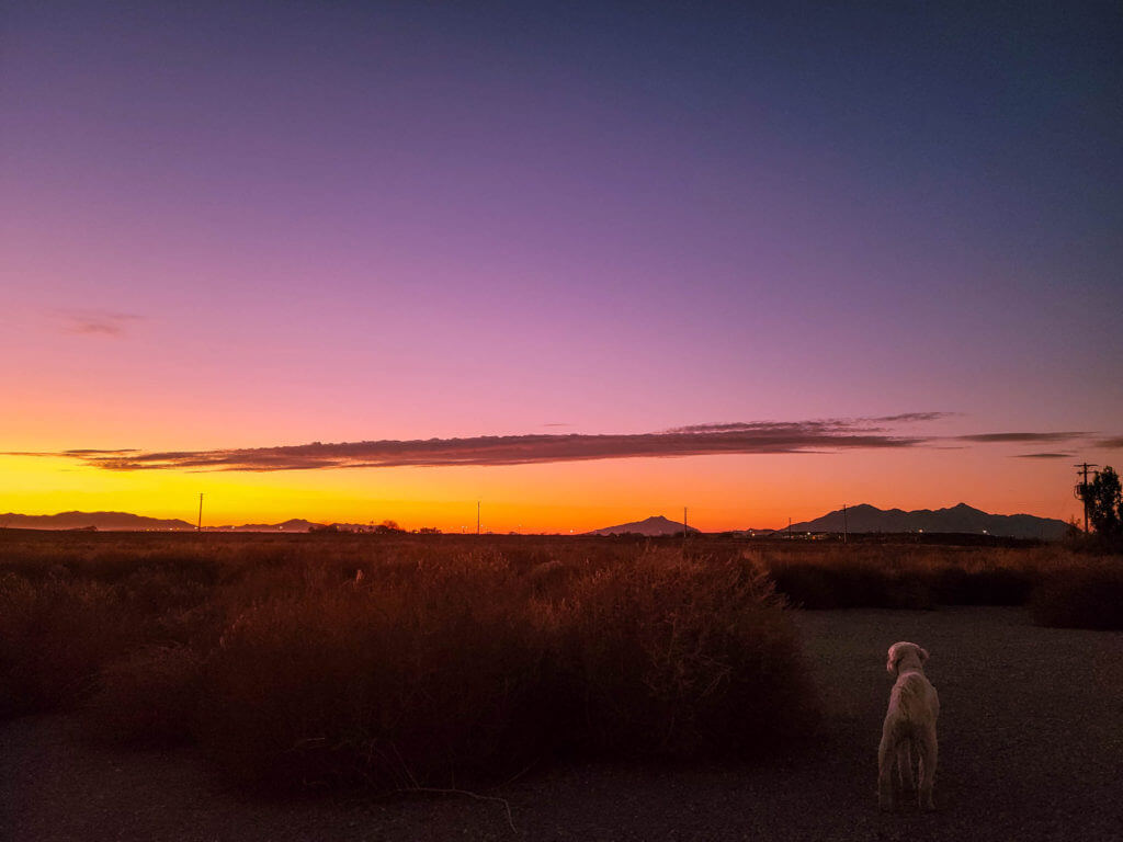 Desert sunset with dog.